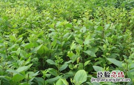 玄参种子价格及种植方法 玄参种子价格及种植方法