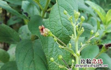 玄参种子价格及种植方法 玄参种子价格及种植方法