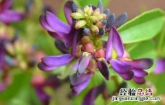 鸡血藤种苗价格 鸡血藤种子价格及种植方法