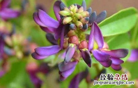 鸡血藤种苗价格 鸡血藤种子价格及种植方法
