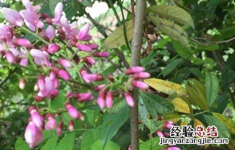 鸡血藤种苗价格 鸡血藤种子价格及种植方法