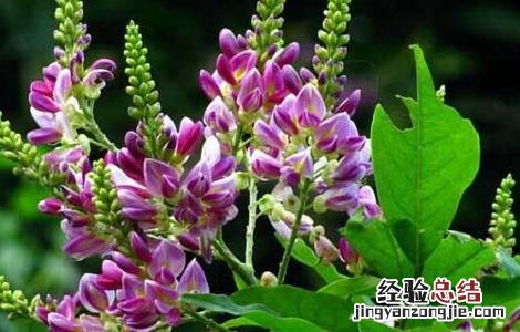 鸡血藤种苗价格 鸡血藤种子价格及种植方法