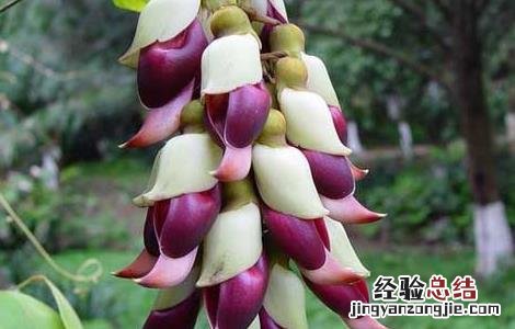 鸡血藤种苗价格 鸡血藤种子价格及种植方法