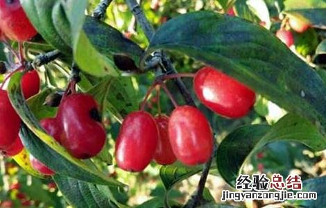 山茱萸种子价格及种植方法视频 山茱萸种子价格及种植方法