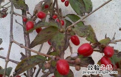 山茱萸种子价格及种植方法视频 山茱萸种子价格及种植方法