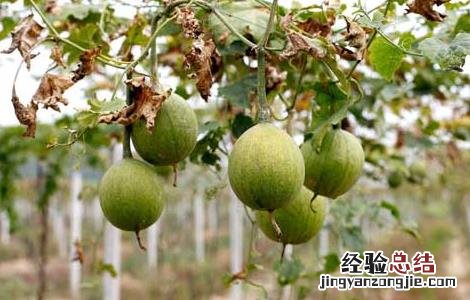 瓜蒌种子价格及种植方法 瓜蒌种子价格行情