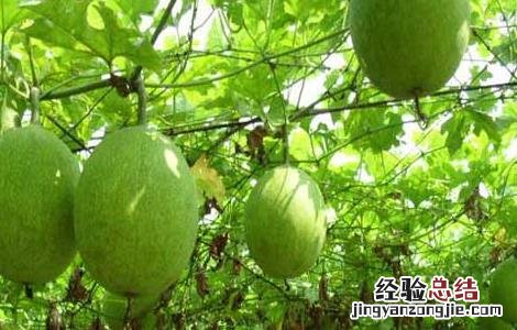 瓜蒌种子价格及种植方法 瓜蒌种子价格行情