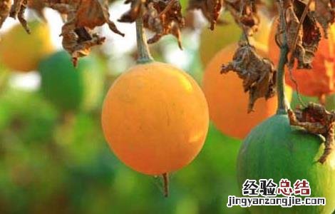 瓜蒌种子价格及种植方法 瓜蒌种子价格行情