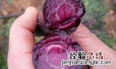 紫萝卜怎么吃 紫萝卜怎么吃?