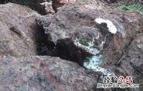 茯苓种子价格及种植电话 茯苓种子价格及种植方法