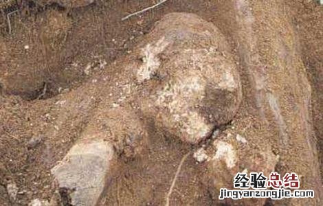 茯苓种子价格及种植电话 茯苓种子价格及种植方法