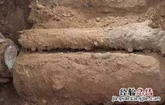 茯苓种子价格及种植电话 茯苓种子价格及种植方法