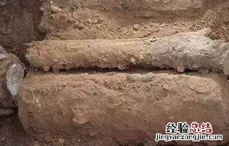茯苓种子价格及种植电话 茯苓种子价格及种植方法