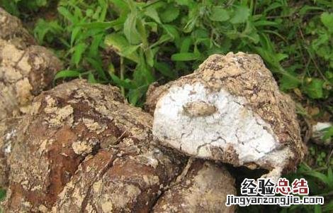 茯苓种子价格及种植电话 茯苓种子价格及种植方法