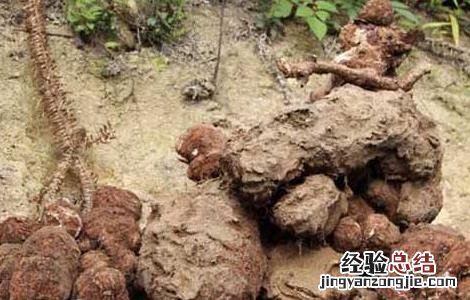 茯苓种子价格及种植电话 茯苓种子价格及种植方法