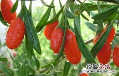 枸杞种子价格及种植方法 枸杞种子价格及种植方法视频