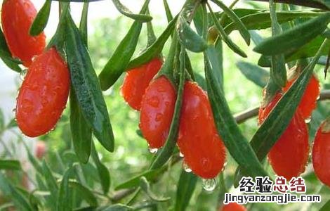 枸杞种子价格及种植方法 枸杞种子价格及种植方法视频