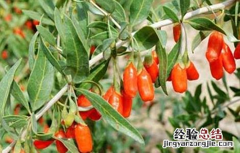 枸杞种子价格及种植方法 枸杞种子价格及种植方法视频