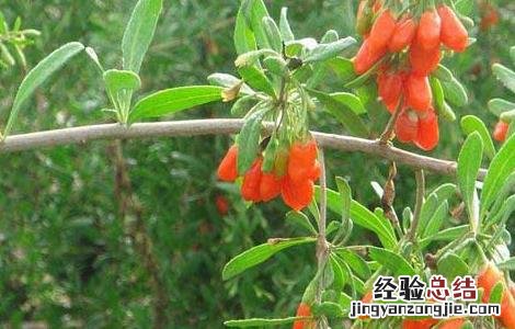 枸杞种子价格及种植方法 枸杞种子价格及种植方法视频