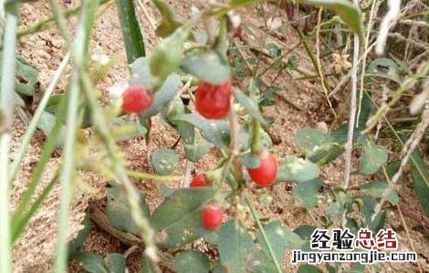 枸杞种子价格及种植方法 枸杞种子价格及种植方法视频
