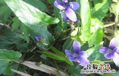 地丁种子价格及种植方法视频 地丁种子价格及种植方法