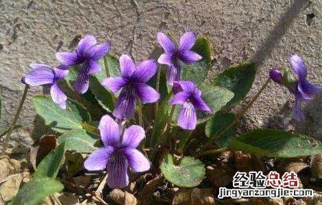 地丁种子价格及种植方法视频 地丁种子价格及种植方法