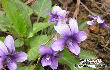 地丁种子价格及种植方法视频 地丁种子价格及种植方法