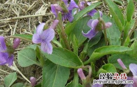 地丁种子价格及种植方法视频 地丁种子价格及种植方法