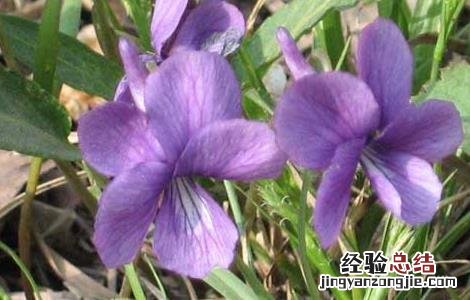 地丁种子价格及种植方法视频 地丁种子价格及种植方法