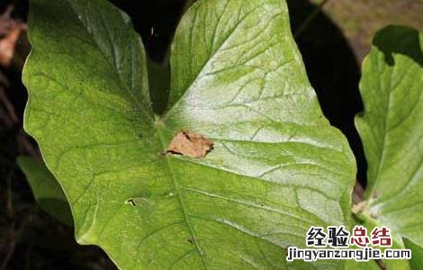 独角莲种子价格及种植方法