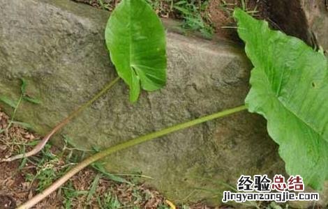 独角莲种子价格及种植方法