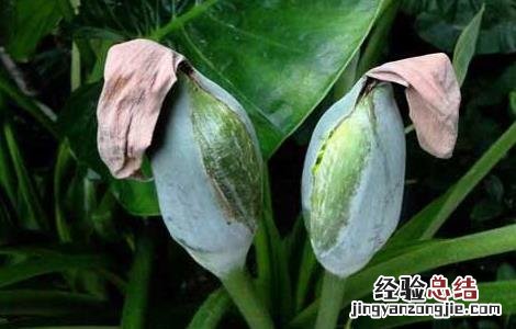 独角莲种子价格及种植方法