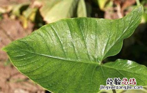 独角莲种子价格及种植方法