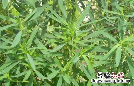 地肤种子怎么种 地肤种子价格及种植方法