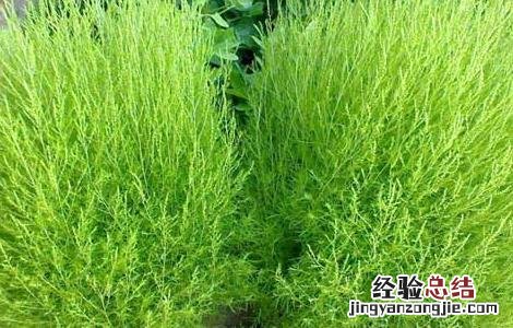 地肤种子怎么种 地肤种子价格及种植方法