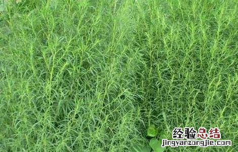 地肤种子怎么种 地肤种子价格及种植方法