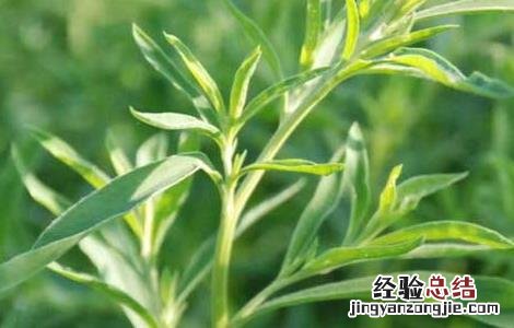地肤种子怎么种 地肤种子价格及种植方法