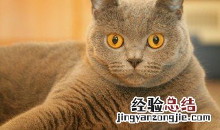 梦见小猫和自己特别亲近 梦见小猫