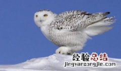 鸟类雪鸮怎么读 雪鸮怎么读