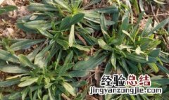 面条菜的营养价值 面条菜的营养价值简单介绍
