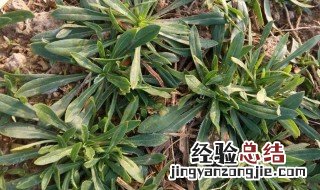 面条菜的营养价值 面条菜的营养价值简单介绍
