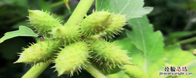 苍耳子能吃吗 苍耳子能吃吗,怎么吃?