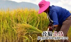 关于秋收的作文 关于秋收的作文500字