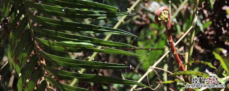 蕨类是否有根茎叶的分化 蕨菜有根茎叶的分化吗