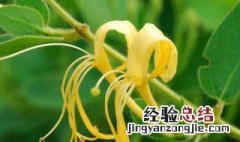 金银花怎么吃 金银花食用方法介绍