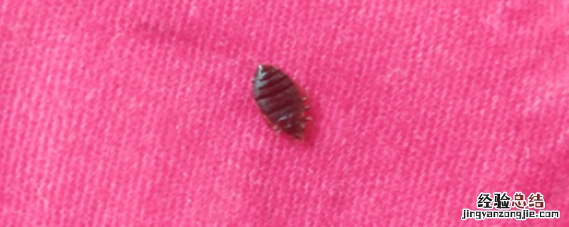 臭虫吃什么食物 臭虫吃什么