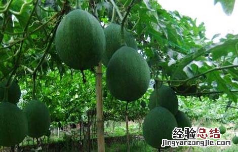 吊瓜种子多少钱一斤 吊瓜种子价格及种植方法