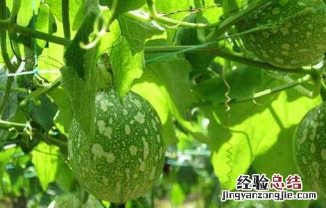 吊瓜种子多少钱一斤 吊瓜种子价格及种植方法