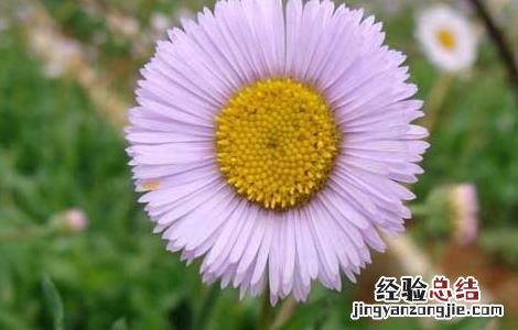 灯盏花种子多少钱一公斤 灯盏花种子价格及种植方法