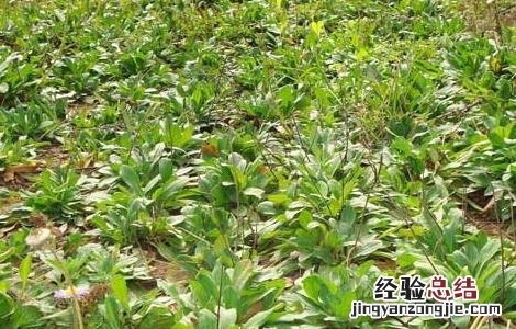 灯盏花种子多少钱一公斤 灯盏花种子价格及种植方法